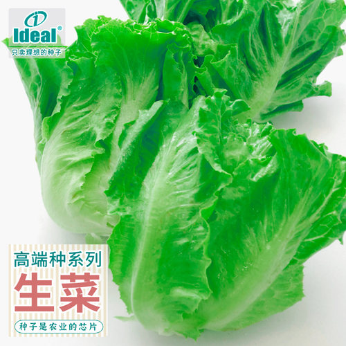 种子生菜农家四季耐抽薹耐热蔬菜
