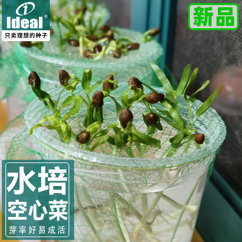 水培专用小叶空心菜种子