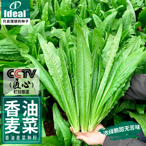 ideal四季香油麦菜种子大叶无斑