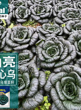 黑叶油亮黑心乌乌塌菜种籽冬季阳台盆栽黑心青菜种子蔬菜种子耐寒