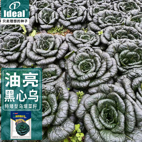 黑心乌塌菜种籽晚熟型耐寒耐低温