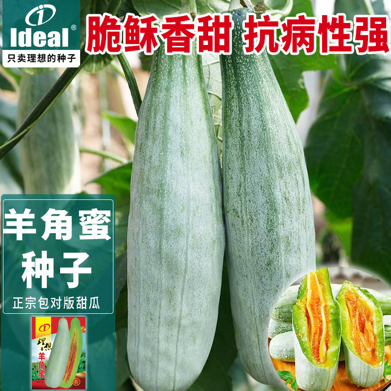 ideal羊角蜜种子甜瓜种籽