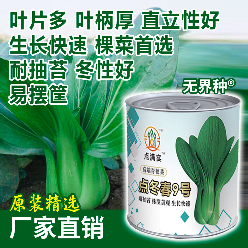 鸡毛菜种籽四季阳台种子蔬菜油菜