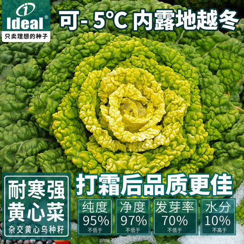 黄心菜种籽乌塌菜种子耐寒包心实