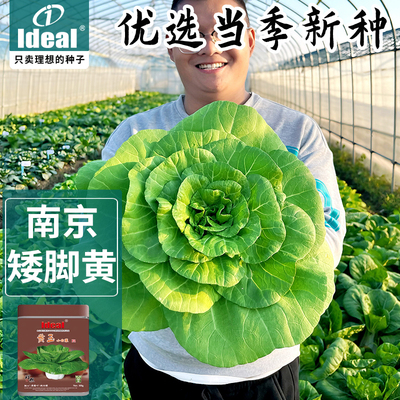 【基地品】杂交南京矮脚黄菜籽种子青菜蔬菜籽大全秋冬小白菜种孑