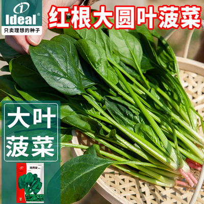 大叶菠菜种子四季蔬菜冬季籽种冬天种籽耐寒菜种盆栽波菜孑菜籽子