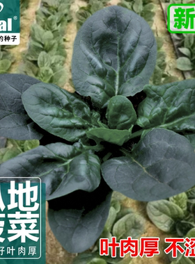 趴地菠菜种子油亮软糯四季阳台春夏季耐热耐寒小颗型青菠菜种籽