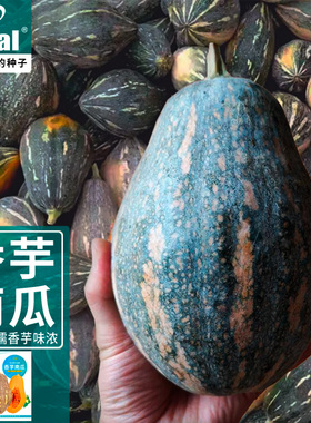 理想农业香芋南瓜种籽正宗香芋味高产蜜本南瓜种子甜糯南瓜蔬菜种