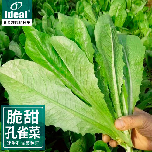 孔雀菜种籽生菜种子四季种植