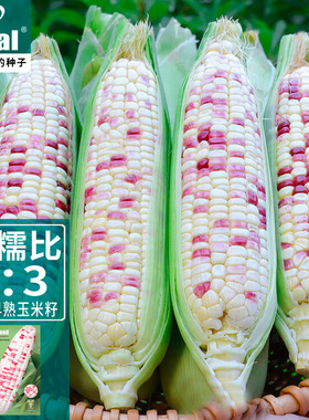理想农业红花玉景甜糯玉米种子高产大田春秋水果玉米种籽苞米种孑