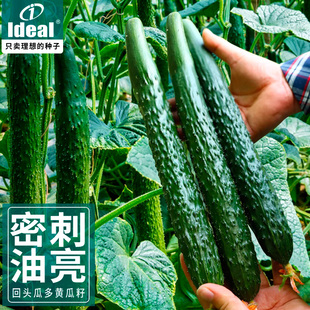 黄瓜种子高产春夏秋季 水果黄瓜种籽耐热甜脆绿瓢密刺庭院农家理想