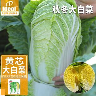 夏阳白大白菜种子夏季抗热耐高温黄心大白菜种孑耐热耐高温夏季