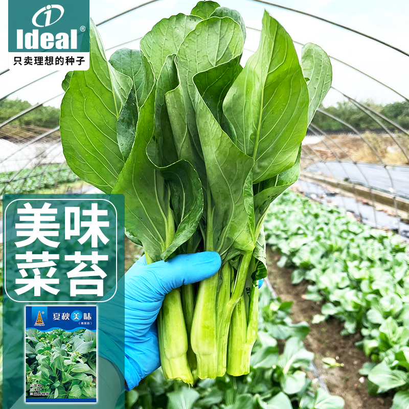 早熟青菜苔青菜心种子籽杂交多芽青菜苔四季高产农家庭院蔬菜种孑