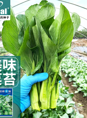早熟青菜苔青菜心种子籽杂交多芽青菜苔四季高产农家庭院蔬菜种孑