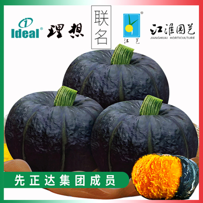 正宗南瓜种籽高产春秋季