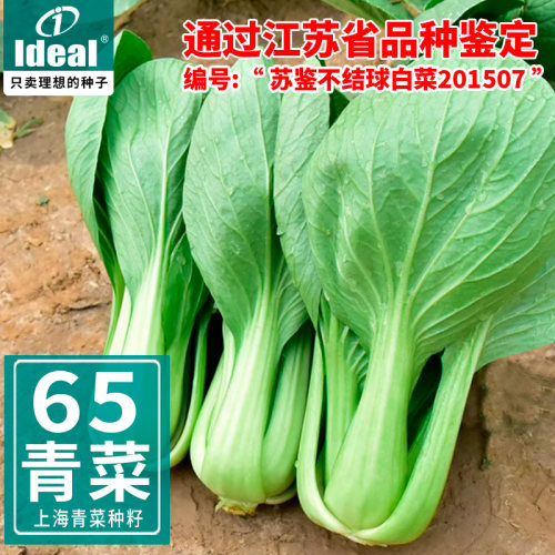 上海青菜种籽小青菜种子
