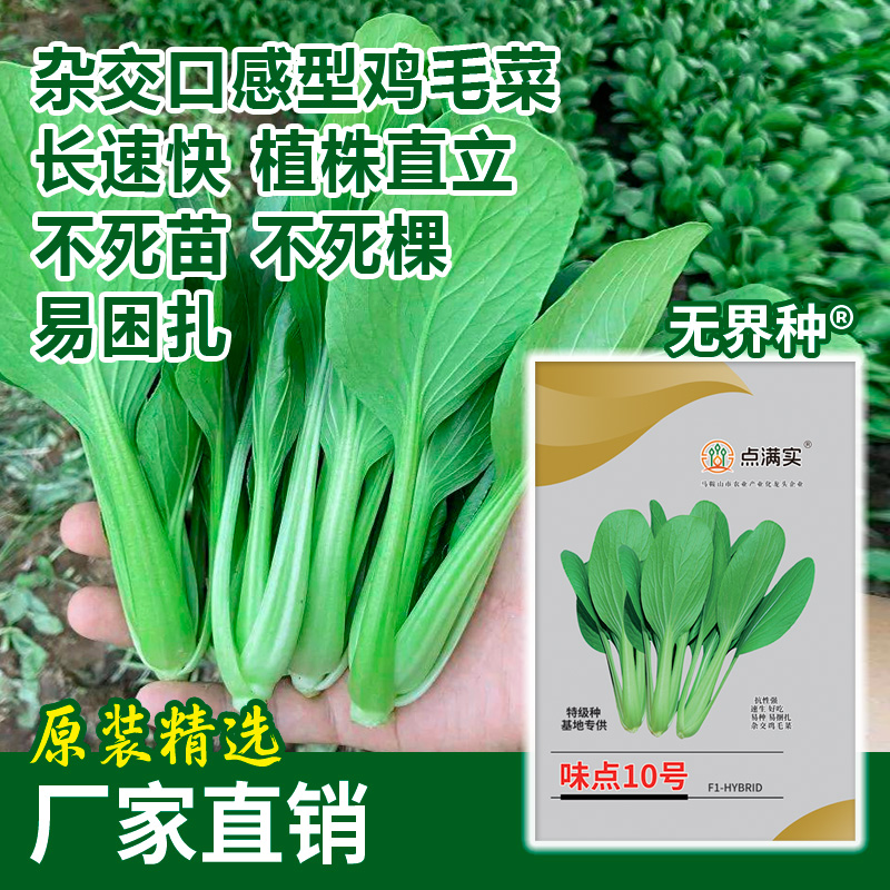 鸡毛菜种籽四季阳台种子蔬菜油菜