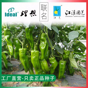 江淮园艺薄皮泡椒种子不辣皱皮菜椒辣椒种籽大果微辣青椒种子春秋