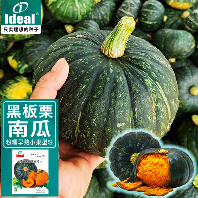 黑板栗南瓜种籽高产黑色贝贝小南瓜种子春秋季瓜类蔬菜种孑籽大全