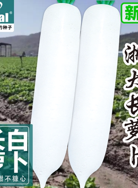 浙大长特大长白萝卜种子大全夏季耐热秋季白萝卜种籽耐寒蔬菜种孑