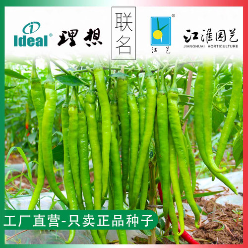 超辣超长线椒种子