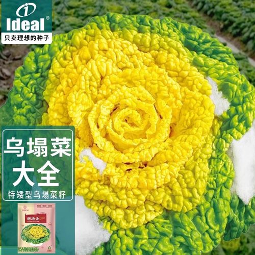基地品质，黄心乌塌菜，产量高，商品性好