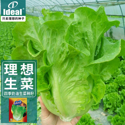 意大利耐抽苔生菜种籽罗马生菜夏季耐热冬季耐寒奶油生菜种子种孑