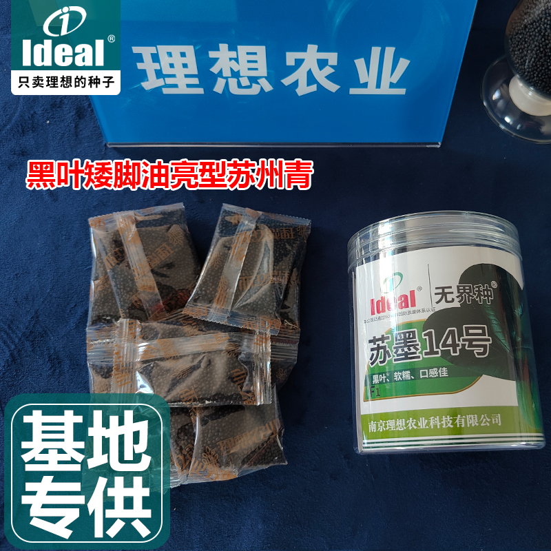 苏州青秋冬耐寒青菜种子