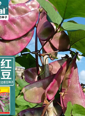 红边扁豆种子红紫边大肉厚刀豆猪耳朵眉豆种籽四季架豆角蔬菜种子