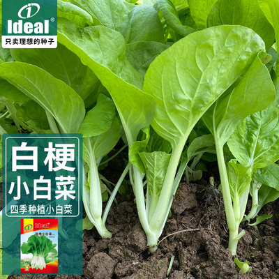 ideal理想农业四季白梗小白菜种籽鸡毛菜白梗青菜种子四季种菜种