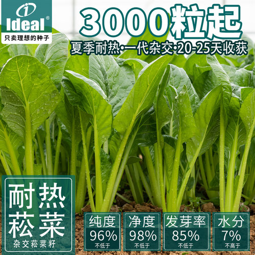 理想农业小菘菜种籽菘菜种子