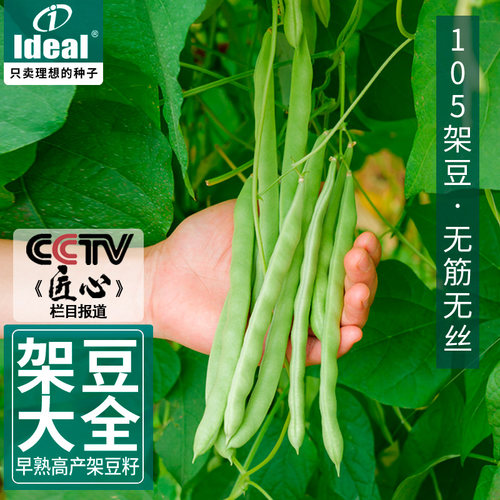 四季豆豆角种子芸豆