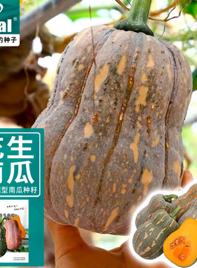 ideal理想花生南瓜种子小南瓜种籽小型奶油蜜本南瓜籽春季瓜种子