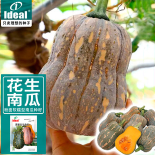 ideal理想花生南瓜种子小南瓜种籽小型奶油蜜本南瓜籽春季瓜种子