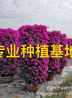 紫色三角梅柱柱形红花三角梅柱三角梅桩景价格紫色造型三角梅