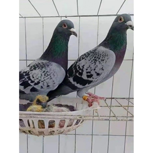 鸽子活体青年鸽活信鸽白羽王瓦灰鸽子雨点银王鸽观赏鸽子肉鸽一对