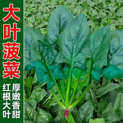 大叶菠菜种子四季蔬菜冬季籽种冬天种籽耐寒菜种盆栽波菜孑菜籽子