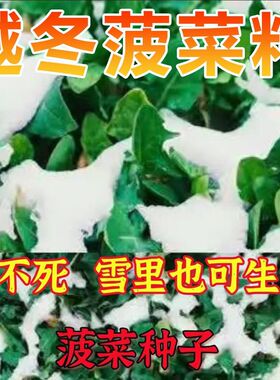 雪里埋菠菜种子秋冬耐寒菠菜大叶红根厚肉耐抽薹四季蔬菜种子大全