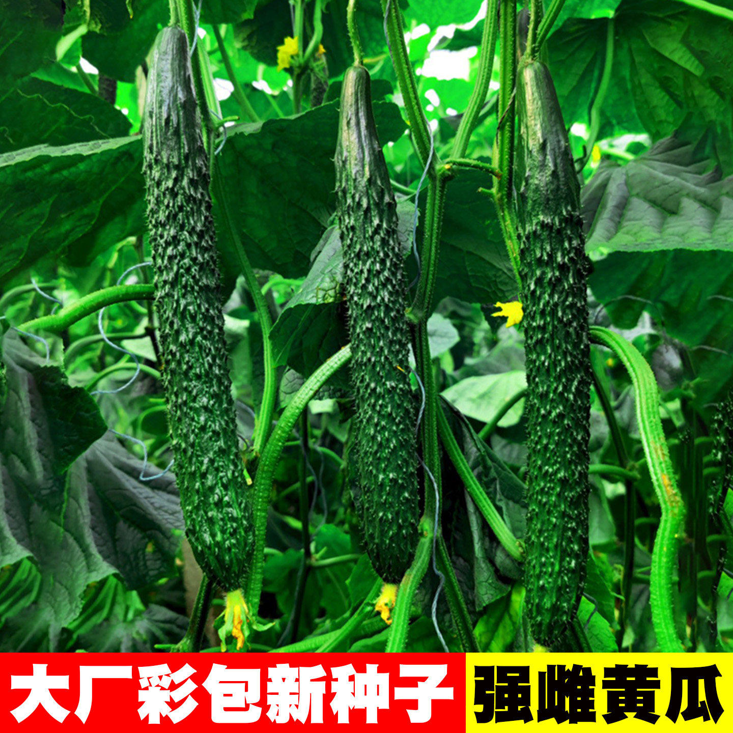 强雌黄瓜种子老品种带刺高产旱黄瓜春秋四季阳台庭院蔬菜种籽大全
