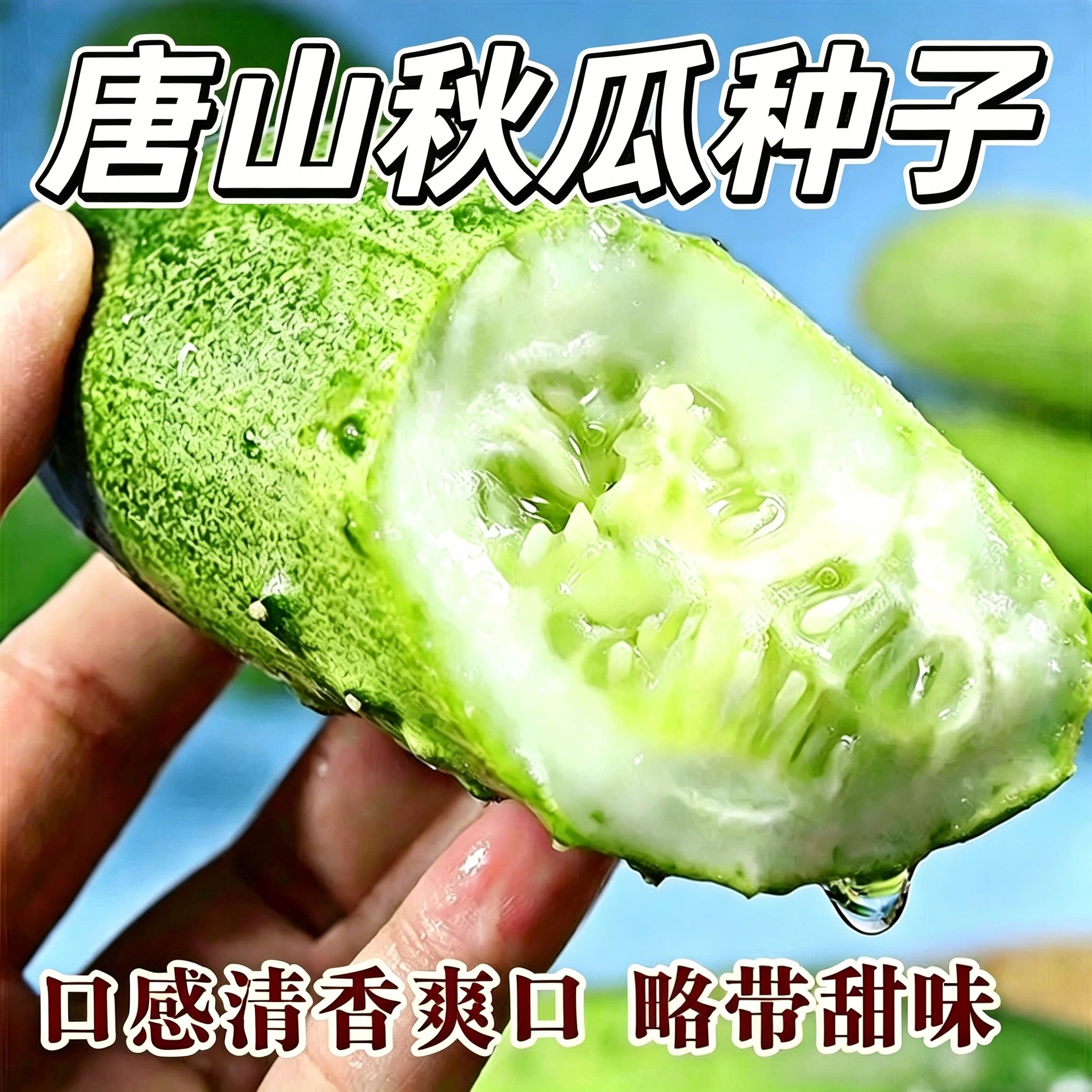 唐山秋瓜种子秋黄瓜高产水果黄瓜阳台盆栽春季秋季易播种蔬菜种子