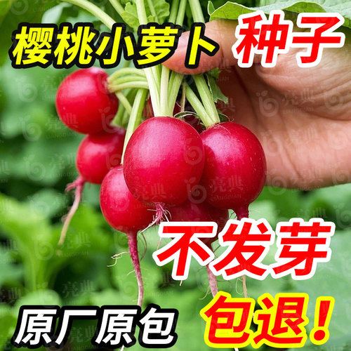 四季种植樱桃萝卜好吃好种