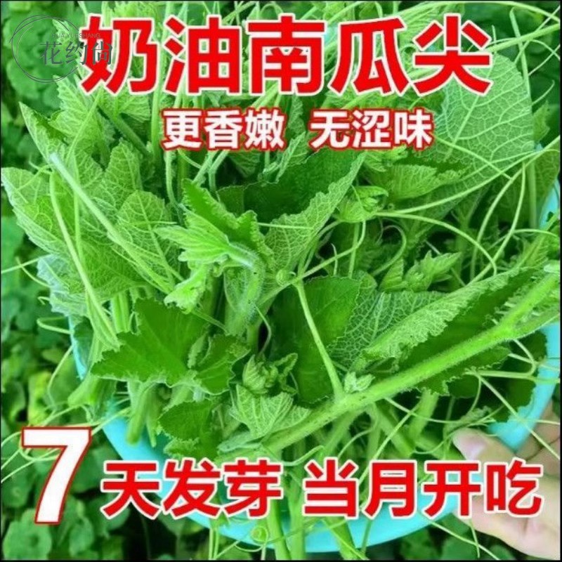 专吃南瓜藤种子春秋季播种南瓜蔬菜种子专吃南瓜藤茎嫩叶瓜果种子