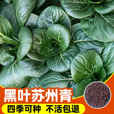 黑叶矮脚苏州青种子黑大头上海青高产油菜籽种小青菜四季蔬菜种植