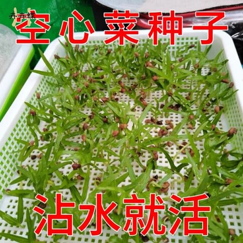 【新种上市】水培空心菜种子四季种植阳台盆栽简单易种植庭院蔬菜