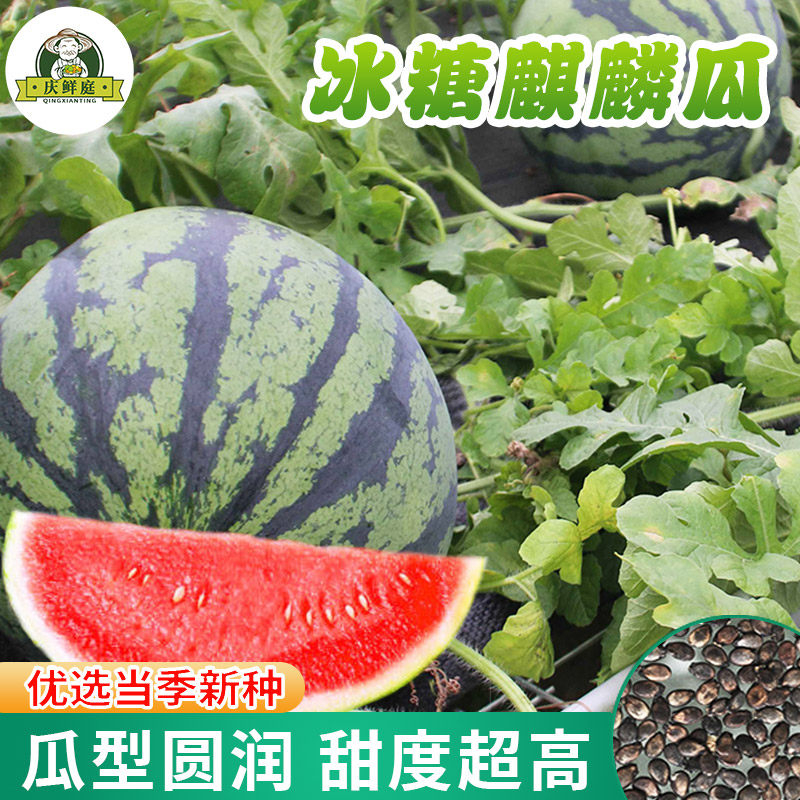 冰糖麒麟8424西瓜种子美都早佳西瓜种籽大全高产南方水果苗蔬菜孑