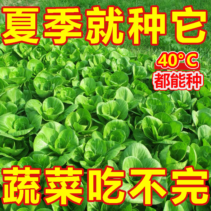 上海抗热605百合头种子上海青小油菜青菜小白菜种子四季农家庭院