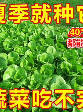 上海抗热605百合头种子上海青小油菜青菜小白菜种子四季农家庭院