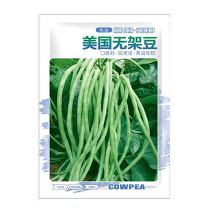 美国无架豆长豆角种子不搭架一直摘四季豆豇豆种籽大全无筋芸豆种