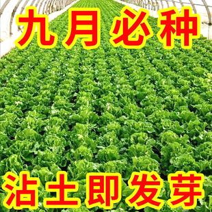 割完又長 正宗甜脆意大利生菜種子生吃生菜籽農(nóng)家蔬菜種子大全