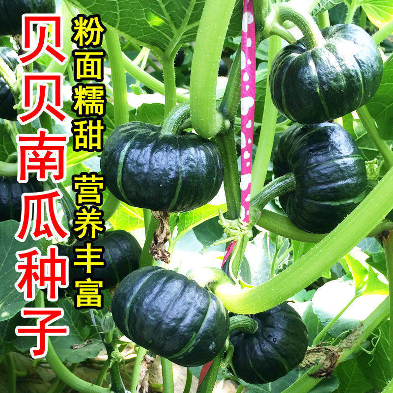 庆鲜庭四季绿贝贝奶油南瓜图片